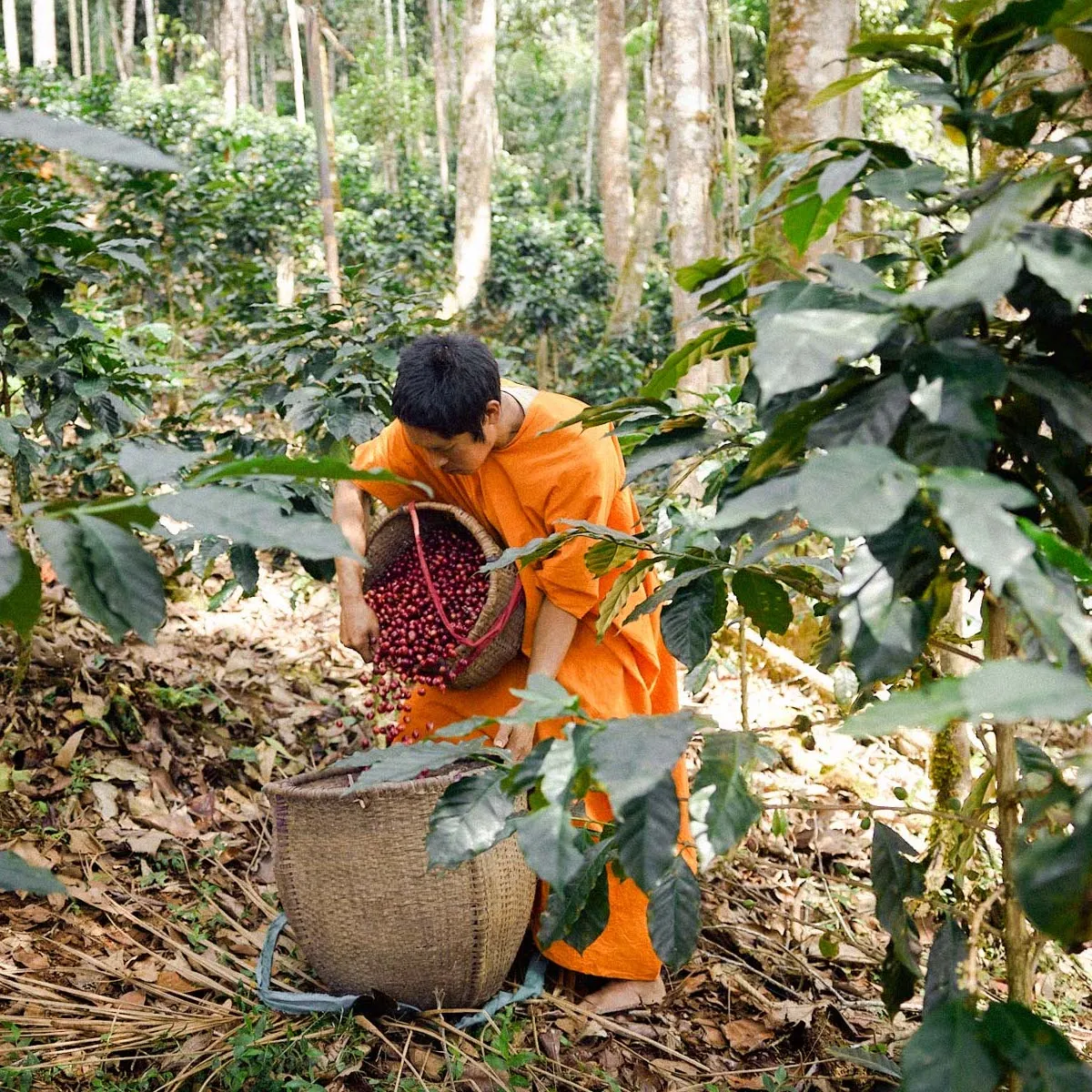 Carlos Camacho Indigenous Coffee